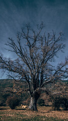 Arbol