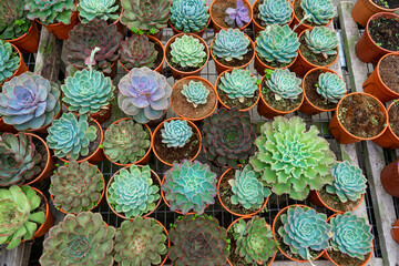 Shelf with succulents in a flower shop