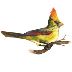Watercolor bird, forest bird