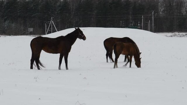 Horses graze in a snowy field. The horse eats grass under the snow in winter.