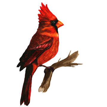 Watercolor bird, forest bird