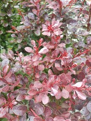 leaf Berberis thunbergii atropurpurea, decorative plant for gardening and landscape design with purple and red leaves and berries. Ornamental dwarf plant in stone garden