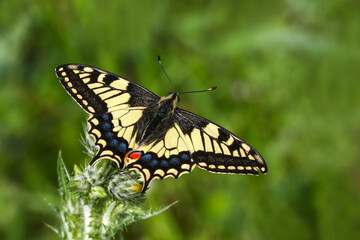 Fototapeta na wymiar Swallowtail butterfly / Papilio machaon