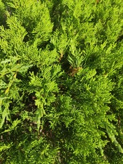 green juniper branch close up