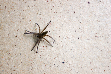 big wolf spider on a wooden wall