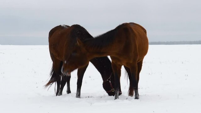 Horses graze on a snow-covered field in search of grass. In winter, the horse looks for plants under the snow.