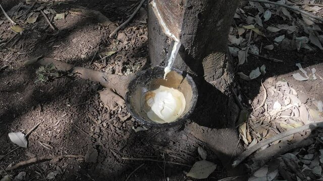 close up of latex extracted from rubber tree
