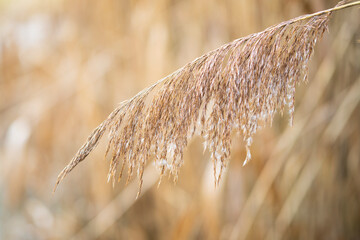 The tiny spikelets of the infructescence of common reed spread like umbrella fliers