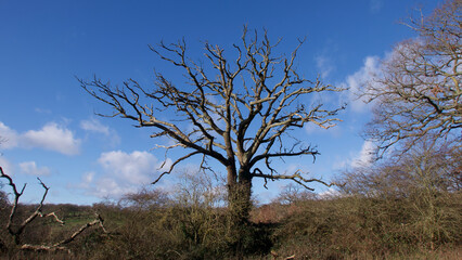 Single dead tree in England in winter against deep blue sky