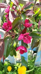 Obraz na płótnie Canvas Malus purpurea red flowers of a decorative apple tree