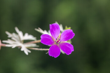 Close up, beautiful photo of Geranium maculatum also known as the wild geranium in front of a blurry background. This flower is from the Geraniaceae family.