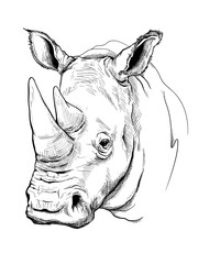 White rhino sketch. Vector illustration in hand drawn style