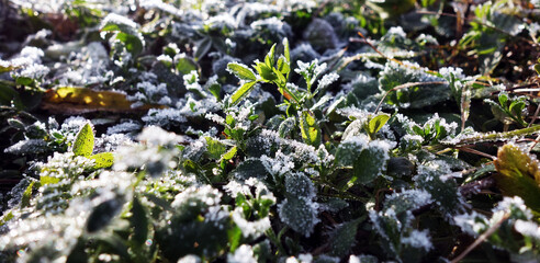 The frost on the leaves forms beautiful ice crystals