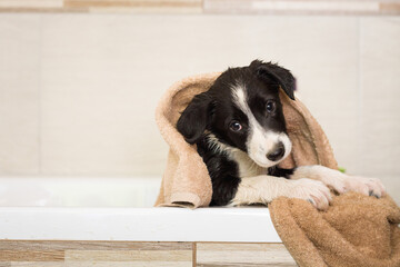 lovely wet border collie puppy dog covered in a towel in a bath - obrazy, fototapety, plakaty