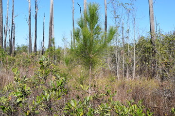 Obraz na płótnie Canvas A single loblolly pine in the swamp