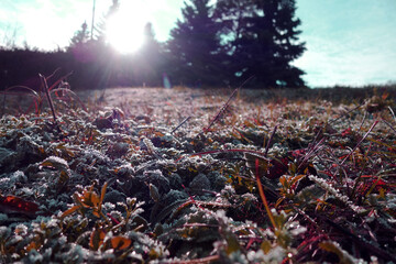 The frost on the leaves forms beautiful ice crystals