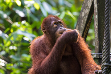 Orangutan at Sepilok Orangutan Rehabilitation Centre, Malaysia