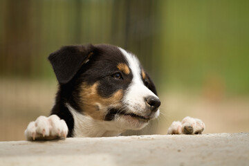 cute border collie puppy dog climbing on a porch 