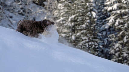 wandering with the dog in the deep powder snow on the mountains 
