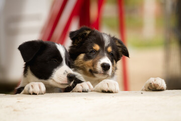 cute border collie puppy dog climbing on a porch 