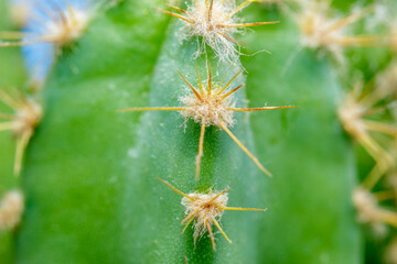 Macro of cactus