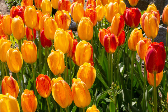 A photo of several tulips (in Latin Tulipa) that are red and yellow. It was taken to Europe from Anatolia. 