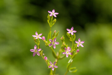 A focused photo of Centaurium erythraea - common centuary which grows in forests, meadows, and moors. This photo is from Turkey where is so wealthy about the species of plants. 