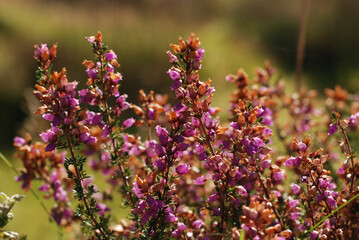 Obraz premium pink & purple flowers