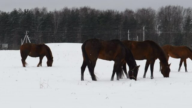 Horses graze in a snowy field looking for food. In winter, the horse eats grass under the snow.