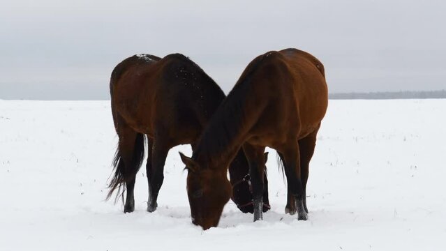 Horses graze in a snow-covered field. In winter, the horse looks for grass under the snow.