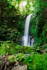 Obraz premium Hidden waterfall in a lush green tropical rainforest in the village of Maninjau, Sumatra, Indonesia. Natural landscape.