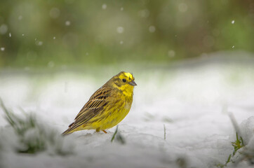 Goldammer im Schnee