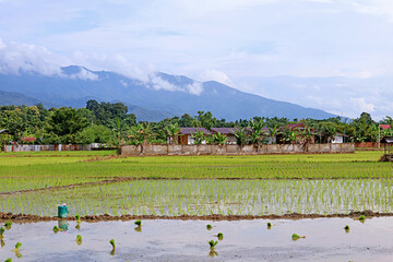 Paddy fields during the process of transplanting rice plants, northern region of Thailand