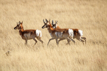 Fototapeta premium Pronghorn Antelope Arizona