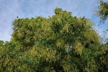 Styphnolobium japonicum 