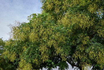 Fototapeta premium Styphnolobium japonicum 