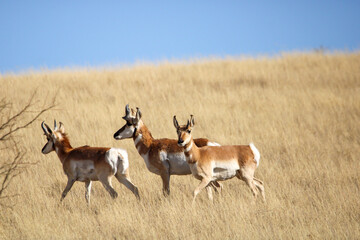 Pronghorn Antelope Arizona