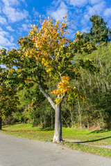 Fototapeta na wymiar Walkway Fall Tree