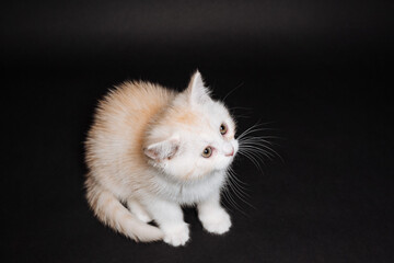 white fluffy kitten on a black background, purebred cat sitting still, white kitten, cute charming kitten, pet
