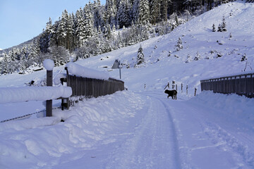 Fototapeta premium a snowed in wood bridge and mountain road in the snow capped alps