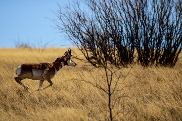 Pronghorn Antelope Arizona