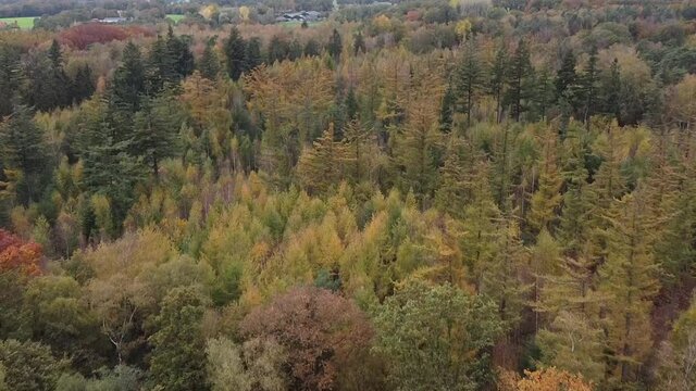 autumn trees filmed with a drone oktober 2020 the Netherlands