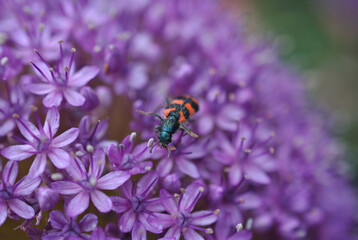 Colourful Blister beetle at the lila flower