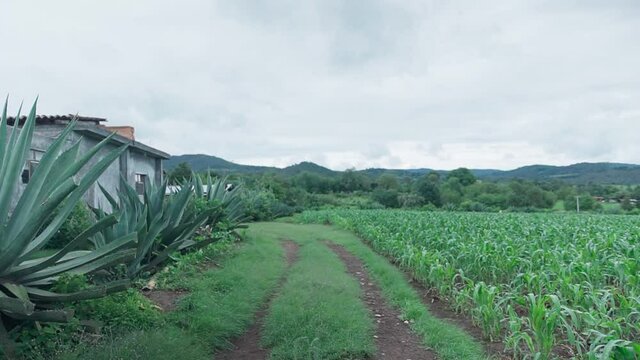 camino entre un sembrado de maiz y unas pencas de maguey mountains background