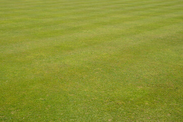 A perfectly cut, luscious green lawn