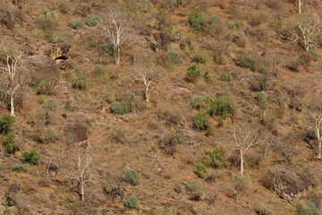 the trees at the foot of the Ethiopian desert mountain form an interesting pattern