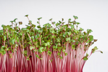 Side view of microgreens of garden radish which is super food full of vitamins,  carotenoids and minerals good for healthy detox eating and dieting used as a nutrition supplement. Horizontal