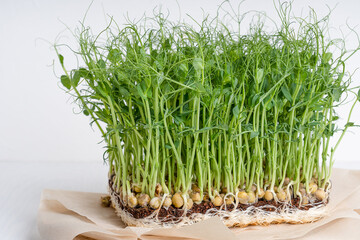 Side view of microgreens of peas with roots which is super food full of vitamins,  carotenoids and minerals good for healthy detox eating and dieting used as a nutrition supplement. Horizontal