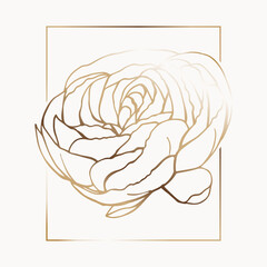 Ranunculus Asiaticus golden giant flower on white color background. Can be used for textile, T-shirts, pajamas, decoration, greeting cards, announcements, posters, stickers, advertisements, wrapping.
