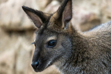 Single wallaby kangaroo close up in front of a rock face